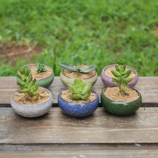 Cute Succulent Pot Ceramic Compact Mini Simple Succulent Planter for Home Crafts